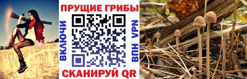 Купить закладки  Тихорецк  Псилоцибиновые грибы Psilocybe